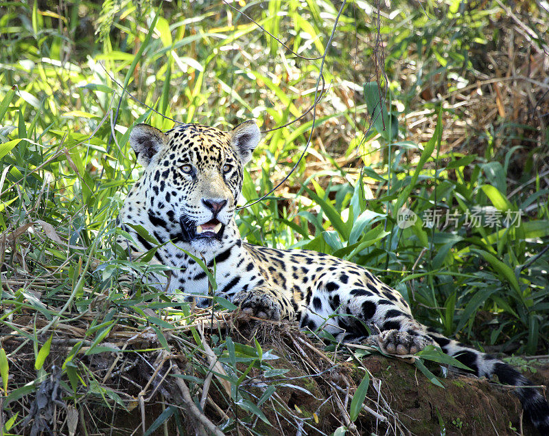 野生美洲虎，Panthera onca躺在草地上